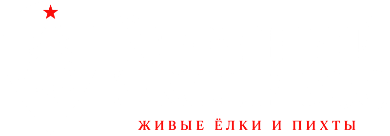 ЁЛКИ СПБ